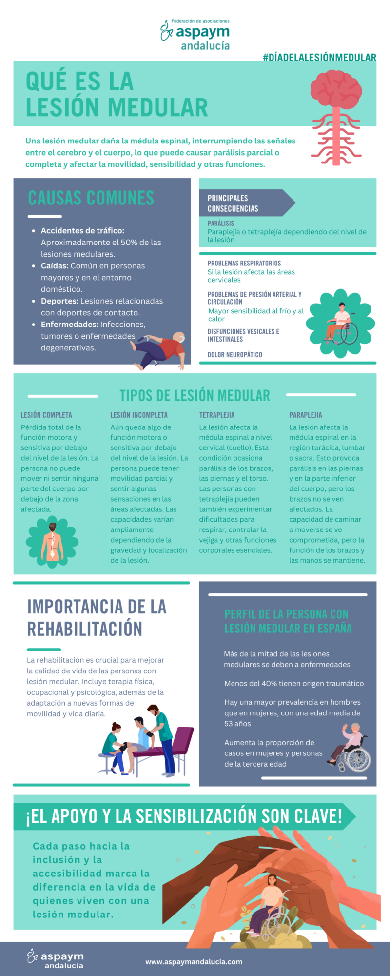 Infografía - ¿Qué es la lesión medular?